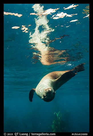 Sea lion swimming upside down with surface reflection, Santa Barbara Island. Channel Islands National Park, California, USA.