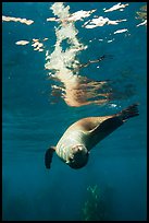 Sea lion swimming upside down with surface reflection, Santa Barbara Island. Channel Islands National Park, California, USA.
