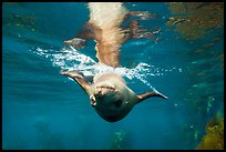 Sea lion swimming upside down, Santa Barbara Island. Channel Islands National Park, California, USA.