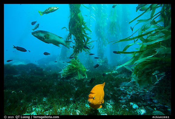 Garibaldi, ocean floor, and kelp, Santa Barbara Island. Channel Islands National Park, California, USA.