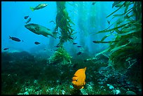 Garibaldi, ocean floor, and kelp, Santa Barbara Island. Channel Islands National Park, California, USA.