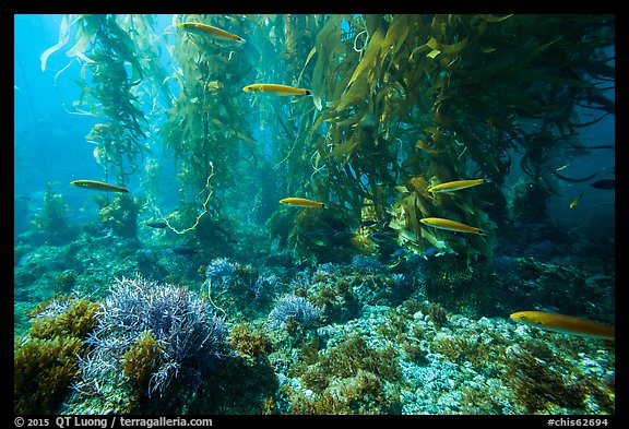 Ocean floor, fish, and kelp forest, Santa Barbara Island. Channel Islands National Park, California, USA.