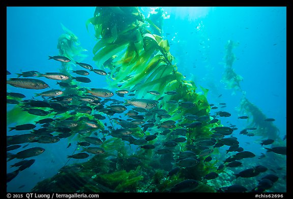 School of fish in kelp forest, Santa Barbara Island. Channel Islands National Park, California, USA.