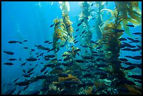 Blackmith schooling in giant kelp, Santa Barbara Island. Channel Islands National Park, California, USA.
