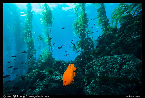 Garibaldi fish, rocky reef, and kelp, Santa Barbara Island. Channel Islands National Park, California, USA.