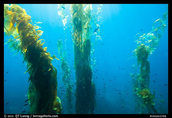 Fish and giant kelp plants, Santa Barbara Island. Channel Islands National Park, California, USA.