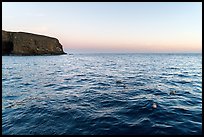 Seabirds at dawn, Santa Barbara Island. Channel Islands National Park, California, USA.