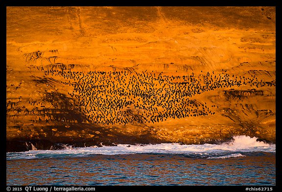 Cormorant colony at sunrise, Santa Barbara Island. Channel Islands National Park, California, USA.