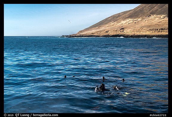 Scuba divers and sea lions on the surface, Santa Barbara Island. Channel Islands National Park, California, USA.