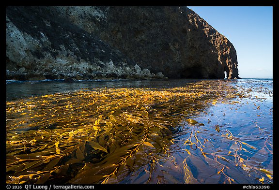 Kelp bed on ocean surface and sea cliff, Santa Cruz Island. Channel Islands National Park (color)