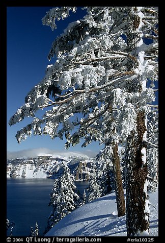 Trees framing  lake in winter. Crater Lake National Park (color)