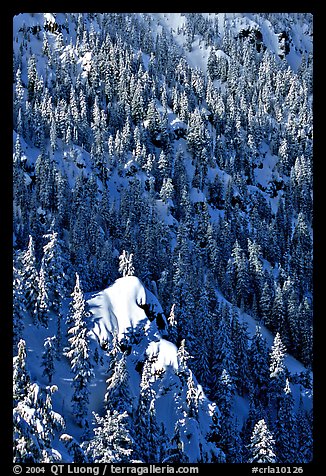 Pine forest on slope in winter. Crater Lake National Park, Oregon, USA.