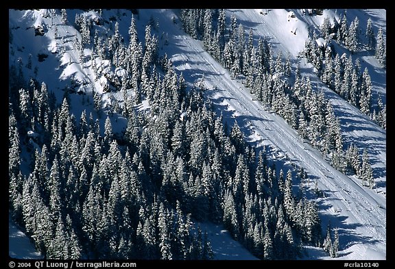 Slope covered with trees in winter. Crater Lake National Park, Oregon, USA.