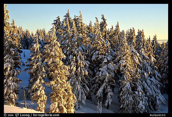 Conifers with fresh snow and sunset light. Crater Lake National Park (color)