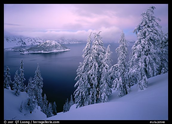 Trees, Wizard Island, and lake, winter dusk. Crater Lake National Park, Oregon, USA.