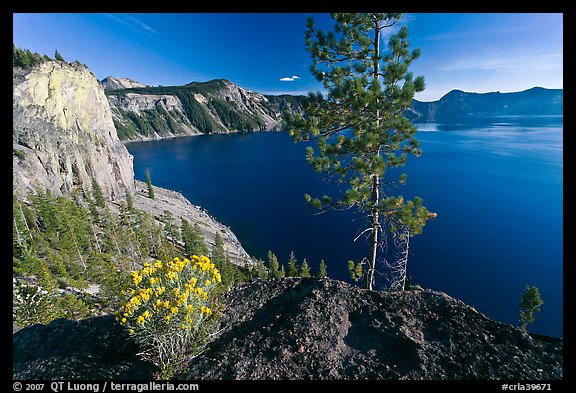 Flowers, cliff, and lake. Crater Lake National Park, Oregon, USA.