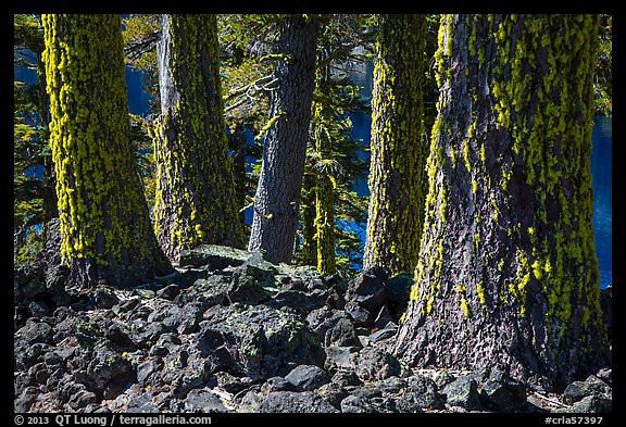 Lava rocks and Western Hemlock trees with lichen, Wizard Island. Crater Lake National Park (color)