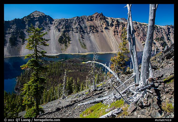 Whitebark pines on top of Wizard Island cinder cone. Crater Lake National Park (color)