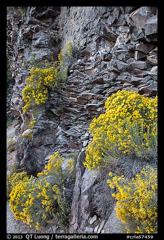 Sage flowers and cliff, Cleetwood Cove. Crater Lake National Park (color)