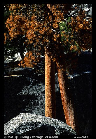Pine trees with yellowed leaves, Cedar Grove. Kings Canyon National Park, California, USA.