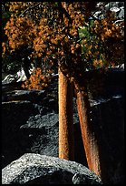 Pine trees with yellowed leaves, Cedar Grove. Kings Canyon National Park, California, USA.