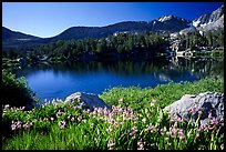 Wildflowers and Woods Lake, morning. Kings Canyon  National Park, California, USA.