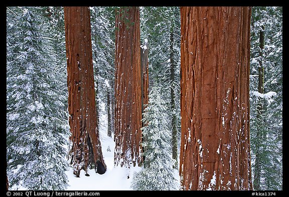 Sequoias and pine trees covered with fresh snow, Grant Grove. Kings Canyon  National Park, California, USA.
