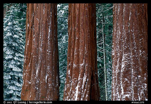 Three Sequoias trunks in Grant Grove, winter. Kings Canyon National Park (color)