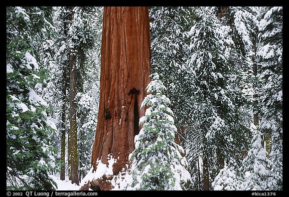 Sequoias in Grant Grove, winter. Kings Canyon National Park (color)