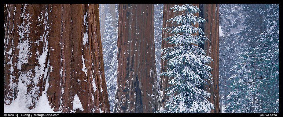 Sequoia forest in snow. Kings Canyon National Park (color)