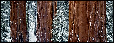 Sequoias grove in winter. Kings Canyon National Park, California, USA.