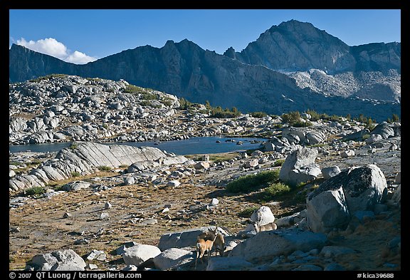 Deer, boulders, alpine lake, and mountains, Dusy Basin. Kings Canyon National Park (color)