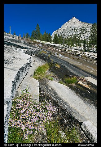 Wildflowers and water over granite slabs, Le Conte Canyon. Kings Canyon National Park, California, USA.