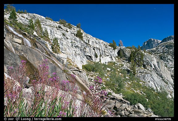 Fireweed and cliffs with waterfall. Kings Canyon National Park, California, USA.