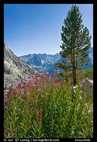 Fireweed and pine tree above Le Conte Canyon. Kings Canyon National Park, California, USA.