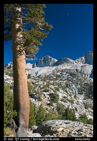 Pine tree, Mt Giraud chain, and moon, afternoon. Kings Canyon National Park, California, USA.