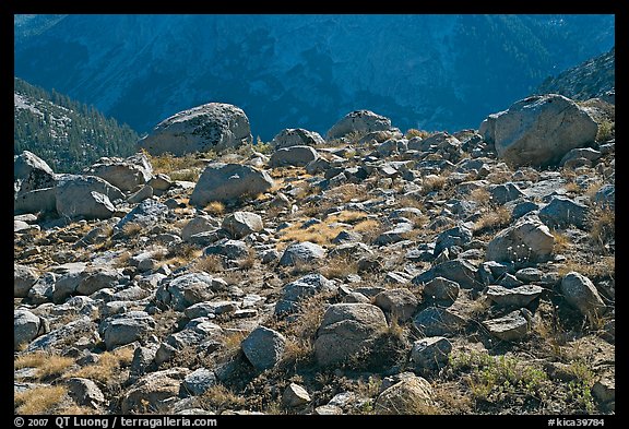Boulders in meadow above Le Conte Canyon. Kings Canyon National Park, California, USA.