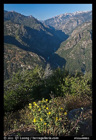 Flowers and Middle Forks of the Kings River. Kings Canyon National Park, California, USA.