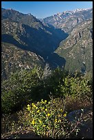 Flowers and Middle Forks of the Kings River. Kings Canyon National Park, California, USA.