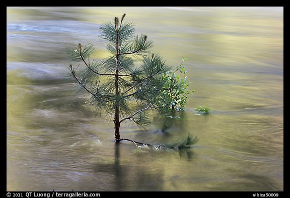 Flooded pine sappling and reflections. Kings Canyon National Park, California, USA.