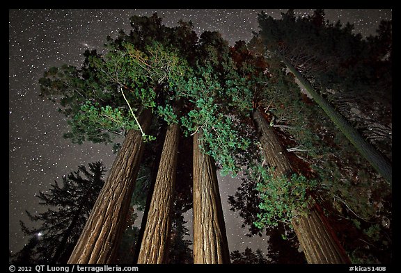 Giant sequoia grove and starry sky. Kings Canyon National Park, California, USA.