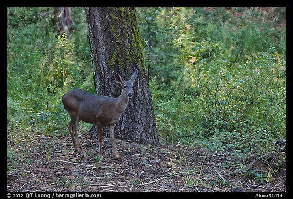 Juvenile deer. Kings Canyon National Park, California, USA.