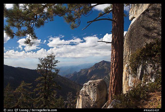 Pine and outcrops, Lookout Peak. Kings Canyon National Park, California, USA.