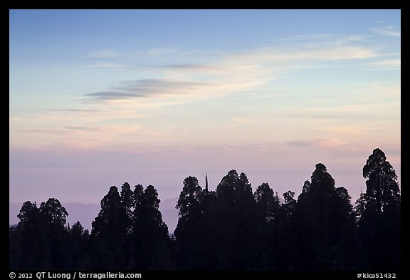 Silhouettes of sequoia tree tops at sunset. Kings Canyon National Park, California, USA.
