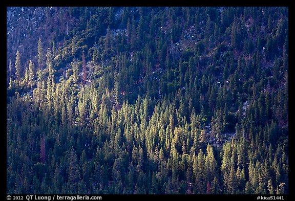 Forest on Cedar Grove valley walls. Kings Canyon National Park, California, USA.