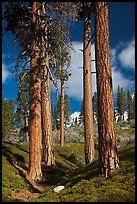 Ponderosa pine trees and sky, Hotel Creek. Kings Canyon National Park, California, USA. (color)
