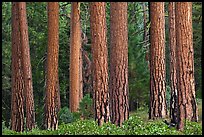 Textured trunks of Ponderosa pines. Kings Canyon National Park, California, USA. (color)