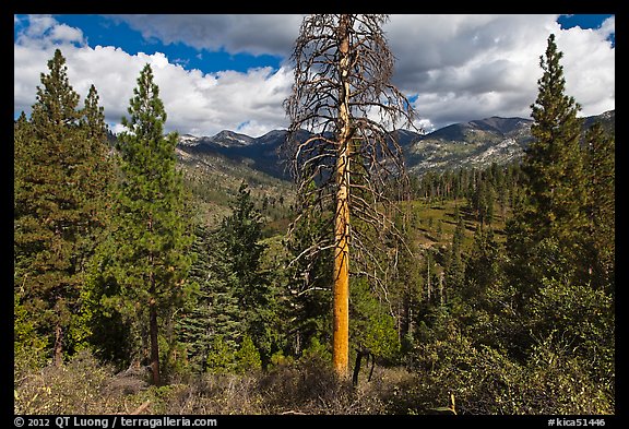 Tall standing dead tree and forest. Kings Canyon National Park, California, USA.