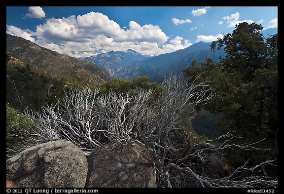 Manzanita branches and Cedar Grove Valley. Kings Canyon National Park, California, USA.
