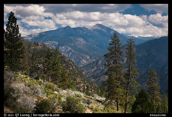 Peaks and trees from Cedar Grove rim. Kings Canyon National Park, California, USA.